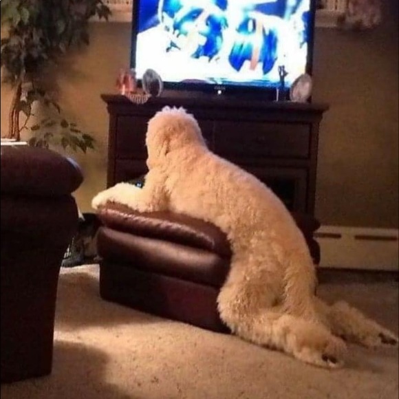 Meet your Posher, Tim - Picture 1 of 1